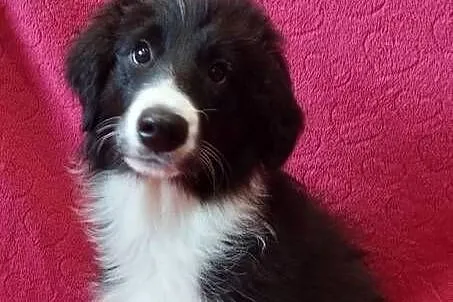 Border Collie szczeniak piesek cudowny :-), Dolnośląskie, Ziębice