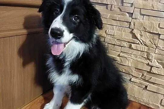 Border Collie szczeniak piesek cudowny :-), Dolnośląskie, Ziębice
