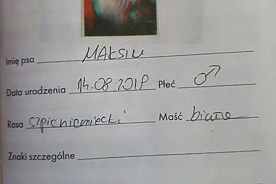 Uwaga nagroda! Skradziono psa pies biały szpic niemiecki Maxiu, Śląskie, Mikołów
