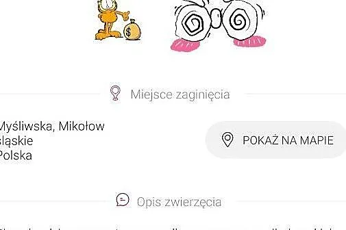 Uwaga nagroda! Skradziono psa pies biały szpic niemiecki Maxiu, Śląskie, Mikołów