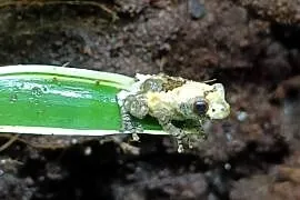 Żaba Theloderma asperum