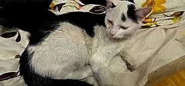 Porzucony kotek pilnie szuka domu , łódzkie Zgier