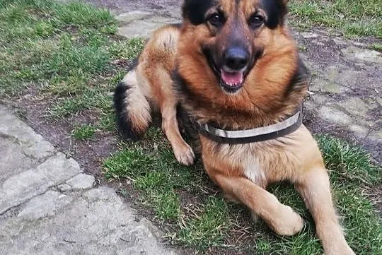 MAKS - wierny pies szuka rodziny i będzie dla niej, Warszawa