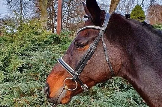 Wałaszek na sprzedaż