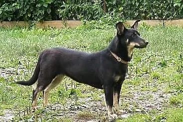 FIGA - do adopcji.