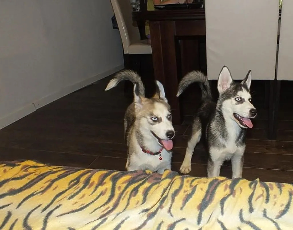 Syberian husky- Mazowieckie