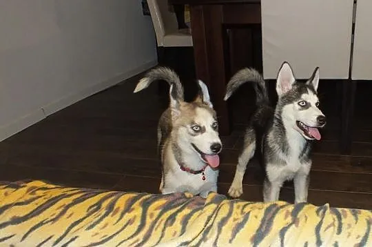 Syberian husky- Mazowieckie