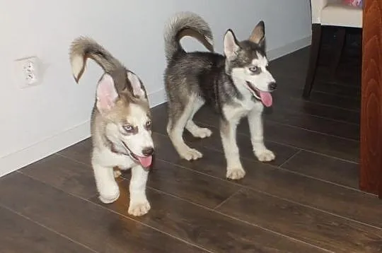 Syberian husky- Mazowieckie