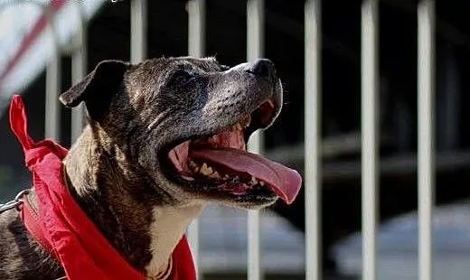 Kasia, sunia amstaff, mazowieckie Warszawa