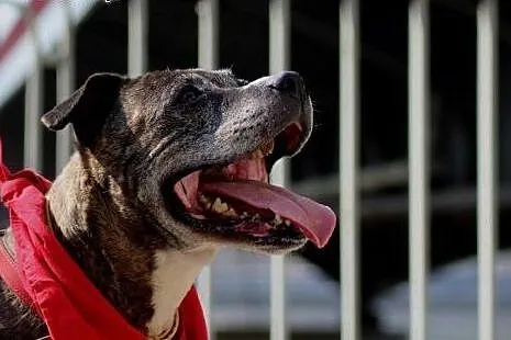 Kasia, sunia amstaff,  mazowieckie Warszawa