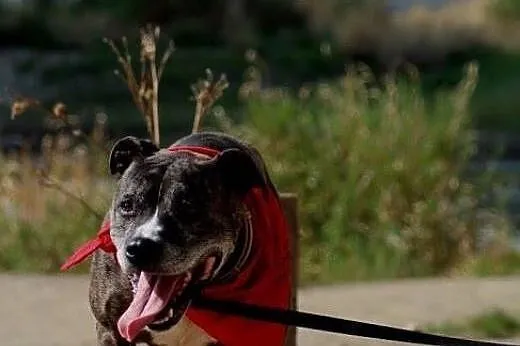 Kasia, sunia amstaff,  mazowieckie Warszawa