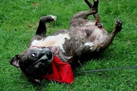 Kasia, sunia amstaff,  mazowieckie Warszawa