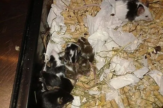 Urocze 4 tyg myszki szukają domów