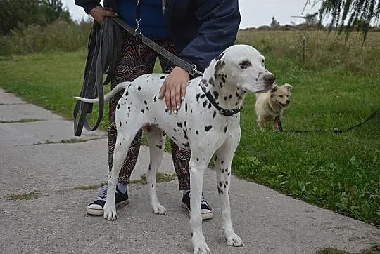 Dalmatynka Lady pilnie potrzebuje domu stałego lub