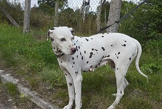 Dalmatynka Lady pilnie potrzebuje domu stałego lub