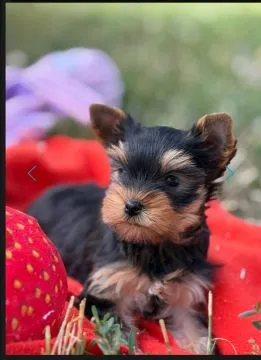 --Mini Yorkshire Terrier... szczenięta do adopcji. Aktualizacje prosimy kierować na adres e-mail: {{