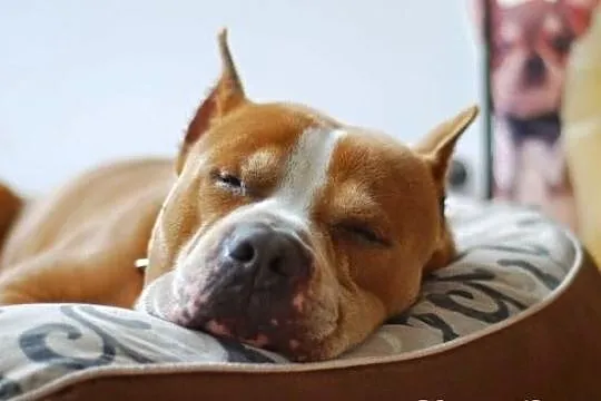 Dred - piękny amstaff
