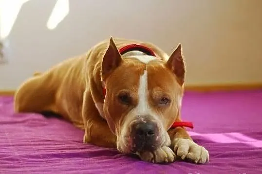 Dred - piękny amstaff