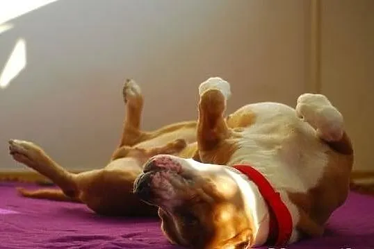 Dred - piękny amstaff