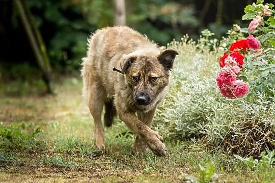 Przepiękna Prima, bardzo grzeczna, SUCZKA IDEAŁ do pokochania