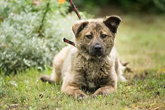 Przepiękna Prima, bardzo grzeczna, SUCZKA IDEAŁ do