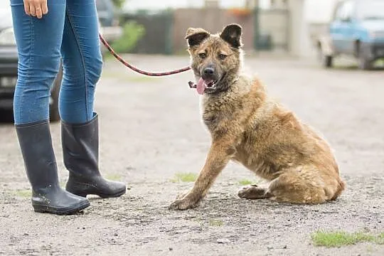 Przepiękna Prima, bardzo grzeczna, SUCZKA IDEAŁ do