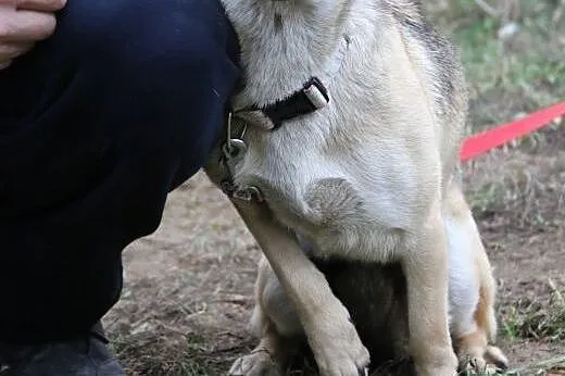 Demi - spokojna, piękna sunia,  mazowieckie Nowy D
