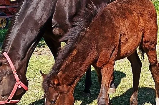 Sprzedam ogierka małopolskiego lub zamienię na bukmankę, , 