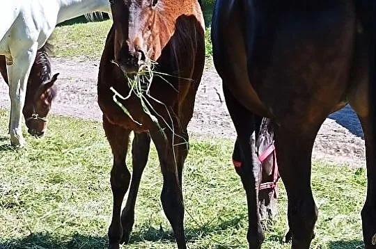 Sprzedam ogierka małopolskiego lub zamienię na bukmankę, , 