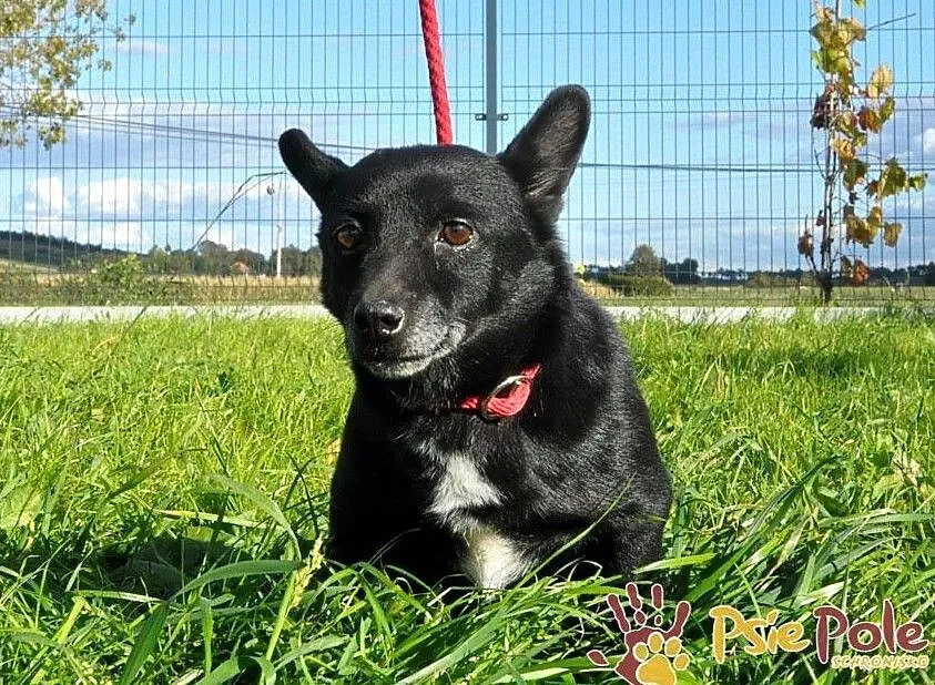 FOTONEK-malutki psiak o uroczym spojrzeniu-malizna do adopcji, Małopolskie, Kraków