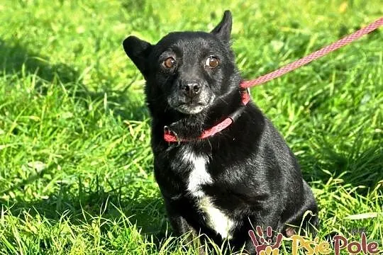 FOTONEK-malutki psiak o uroczym spojrzeniu-malizna do adopcji, Małopolskie, Kraków