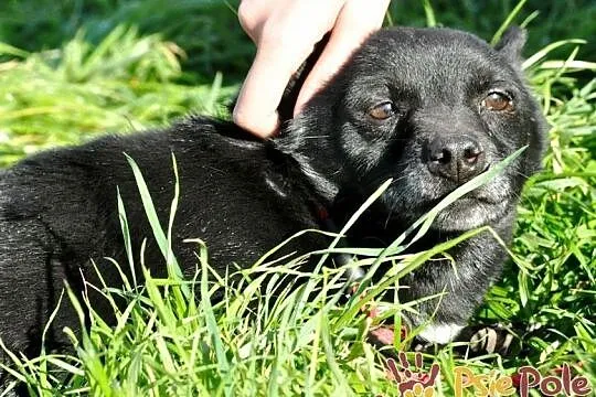 FOTONEK-malutki psiak o uroczym spojrzeniu-malizna do adopcji, Małopolskie, Kraków