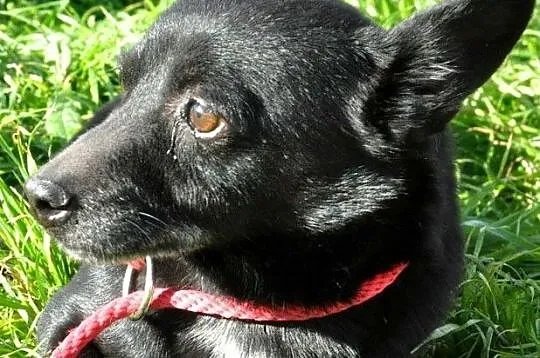 FOTONEK-malutki psiak o uroczym spojrzeniu-malizna do adopcji, Małopolskie, Kraków