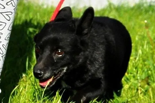 FOTONEK-malutki psiak o uroczym spojrzeniu-malizna do adopcji, Małopolskie, Kraków