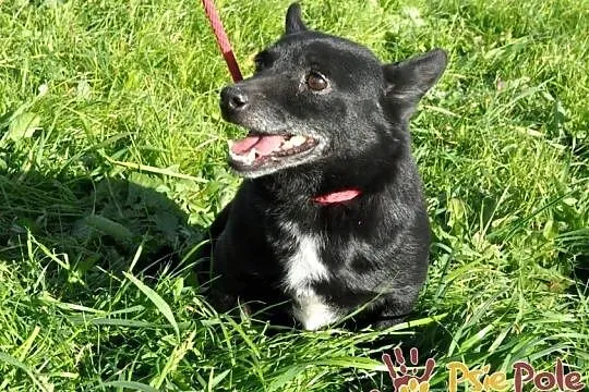 FOTONEK-malutki psiak o uroczym spojrzeniu-malizna do adopcji, Małopolskie, Kraków
