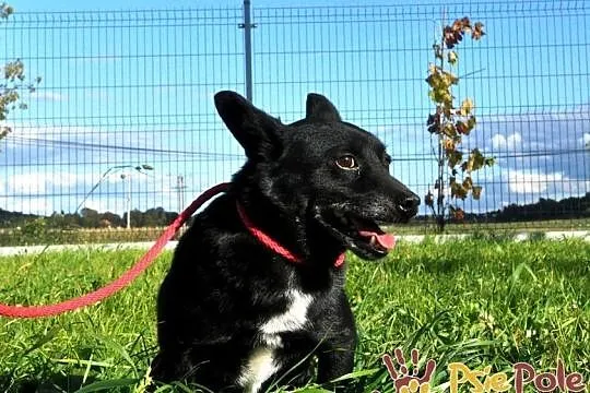 FOTONEK-malutki psiak o uroczym spojrzeniu-malizna do adopcji, Małopolskie, Kraków