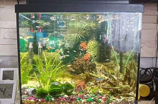 Akwarium 30 litrów