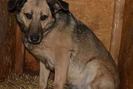 Kelly - lękliwa sunia szuka właściciela o wielkim sercu:),  mazowieckie Warszawa