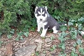 Siberian husky girl
