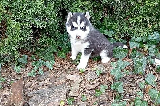 Siberian husky girl