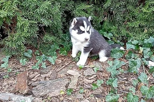 Siberian husky girl, Śląskie, Racibórz