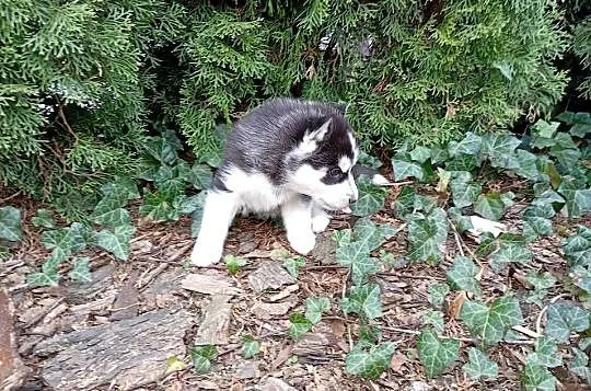 Siberian husky girl, Śląskie, Racibórz