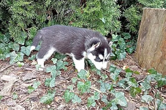 Siberian husky girl, Śląskie, Racibórz