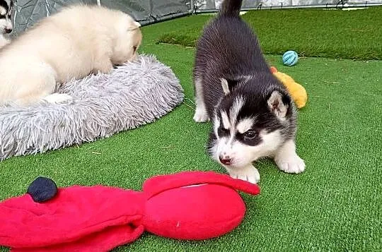 Siberian husky girl, Śląskie, Racibórz