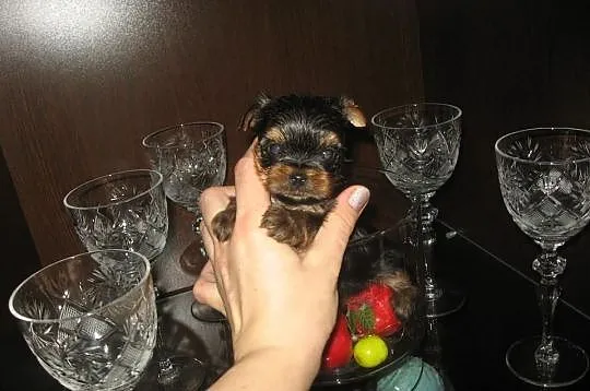 YORK BAJKOWY mini mini piesek XXSS, odbiór począte