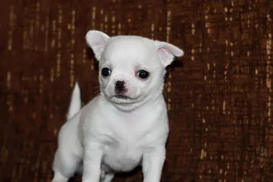 Chihuahua chłopiec ZKwP FCI prawdziwy rodowód, Zachodniopomorskie, Świnoujście