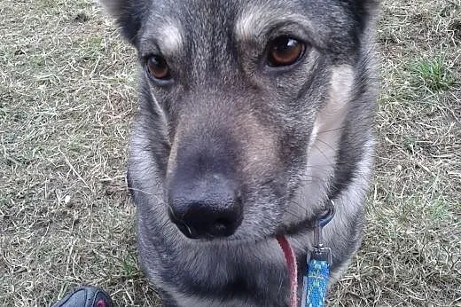 Kochany piesek ze schroniska szuka domu !,  śląski