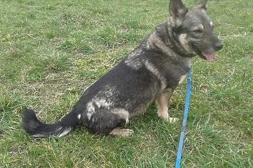 Kochany piesek ze schroniska szuka domu !,  śląski