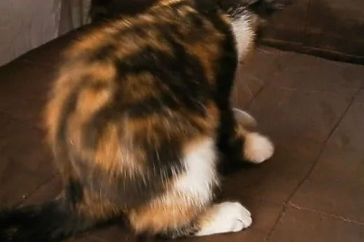 Młodziutka kotka trikolor RUMBA pilnie szuka domu,