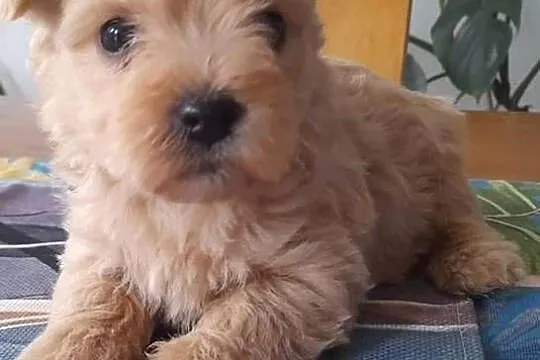 Westiipoo Pudel toy